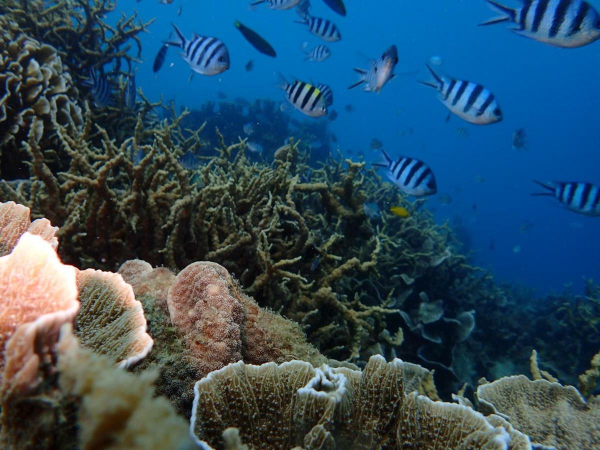 Blue Coral Homestay Karimunjawa Dış mekan fotoğraf