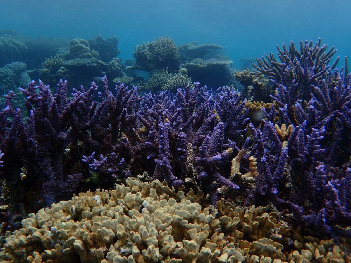 Blue Coral Homestay Karimunjawa Dış mekan fotoğraf